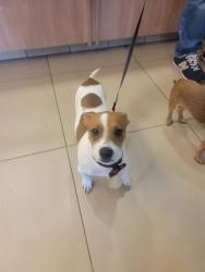 Shelter Stray Male Dog last seen OLD PASCO ROAD AND STATE ROAD 54, 19640 Dogpatch Ln, Land O' Lakes, FL 34638, USA