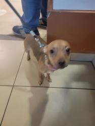 Shelter Stray Female Dog last seen OLD PASCO ROAD AND STATE ROAD 54, 19640 Dogpatch Ln, Land O' Lakes, FL 34638, USA