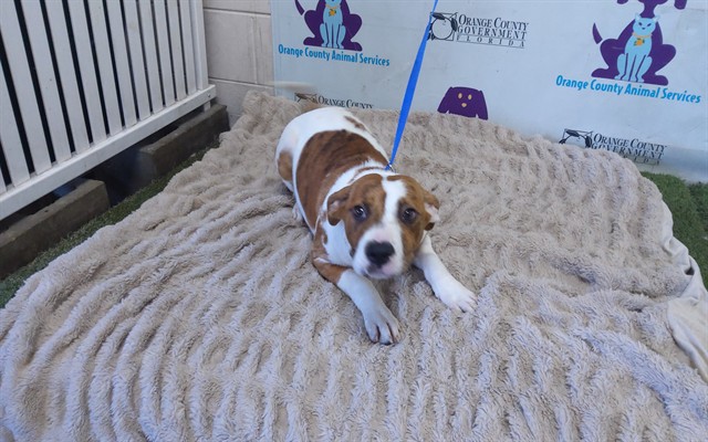 Shelter Stray Female Dog last seen , 2769 Conroy Rd, Orlando, FL 32839, USA