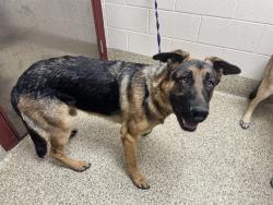 Shelter Stray Male Dog last seen Near BLOCK CARMEL DR, COLORADO SPRINGS CO 80910, 610 Abbot Ln, Colorado Springs, CO 80905, USA