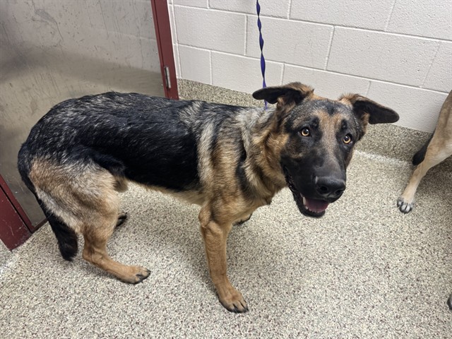 Shelter Stray Male Dog last seen Near BLOCK CARMEL DR, COLORADO SPRINGS CO 80910, 610 Abbot Ln, Colorado Springs, CO 80905, USA