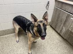 Shelter Stray Female Dog last seen Near BLOCK CARMEL DR, COLORADO SPRINGS CO 80910, 610 Abbot Ln, Colorado Springs, CO 80905, USA