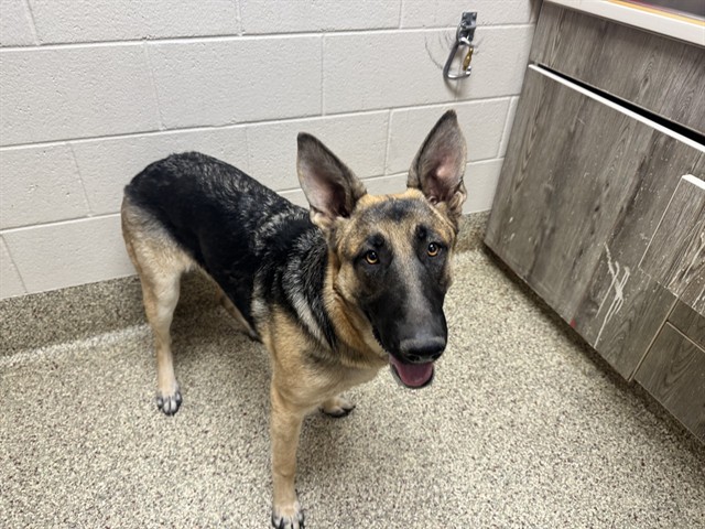 Shelter Stray Female Dog last seen Near BLOCK CARMEL DR, COLORADO SPRINGS CO 80910, 610 Abbot Ln, Colorado Springs, CO 80905, USA