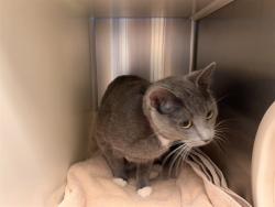 Shelter Stray Female Cat last seen Near BLOCK LASHELLE WAY, COLORADO SPRINGS CO 80906, 610 Abbot Ln, Colorado Springs, CO 80905, USA