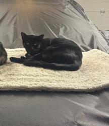 Lost Female Cat last seen Wendy, Thousand Oaks, CA 91320