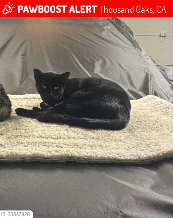 Lost Female Cat last seen Wendy, Thousand Oaks, CA 91320