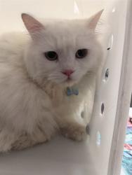 Shelter Stray Female Cat last seen CHEROKEE TRL, AURORA, 4556 Castleton Ct, Castle Rock, CO 80109, USA