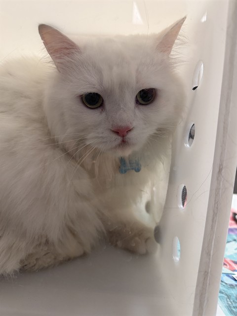 Shelter Stray Female Cat last seen CHEROKEE TRL, AURORA, 4556 Castleton Ct, Castle Rock, CO 80109, USA