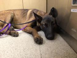 Shelter Stray Male Dog last seen Near BLOCK JONES AVE, RIVERSIDE, CA, 6851 Van Buren Boulevard, Jurupa Valley, CA 92509, USA