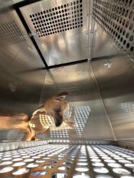Shelter Stray Unknown Dog last seen Near BLOCK CORONA DR, 2811 SE 29th St, Oklahoma City, OK 73129, USA