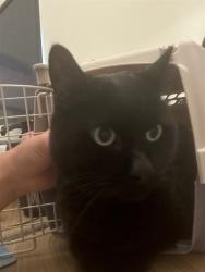 Shelter Stray Male Cat last seen 102ND AVE, 12155 Park Blvd, Brighton, CO 80601, USA