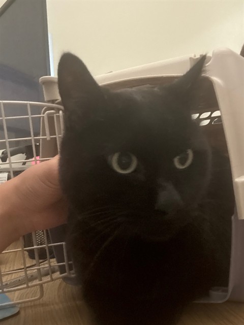 Shelter Stray Male Cat last seen 102ND AVE, 12155 Park Blvd, Brighton, CO 80601, USA
