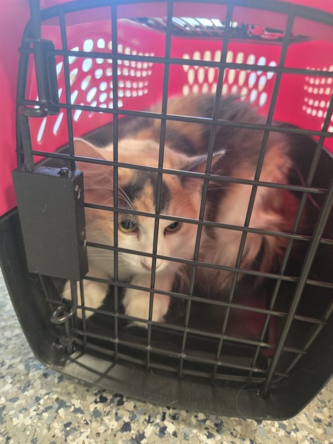 Shelter Stray Female Cat last seen Near BLOCK W 84TH AVE, 12155 Park Blvd, Brighton, CO 80601, USA