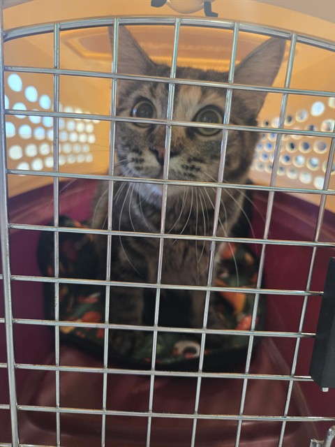 Shelter Stray Female Cat last seen Near BLOCK W 84TH AVE, 12155 Park Blvd, Brighton, CO 80601, USA