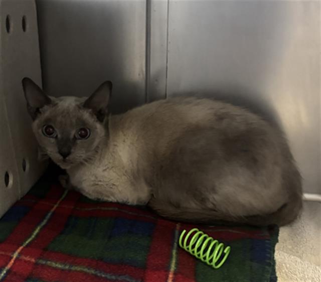 Shelter Stray Female Cat last seen , 600 Aviation Dr, Camarillo, CA 93010, USA