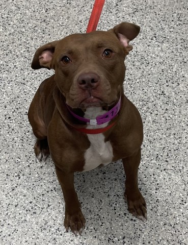 Shelter Stray Female Dog last seen Near BLOCK SENATOR, DETROIT, MI 48209, 7401 Chrysler Dr, Detroit, MI 48211, USA