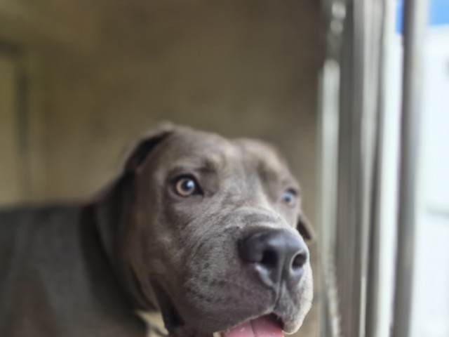 Shelter Stray Male Dog last seen Near BLOCK ORANGELAWN ST, DETROIT, MI 48228, 7401 Chrysler Dr, Detroit, MI 48211, USA