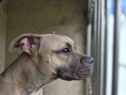 Shelter Stray Female Dog last seen Near BLOCK ORANGELAWN ST, DETROIT, MI 48228, 7401 Chrysler Dr, Detroit, MI 48211, USA