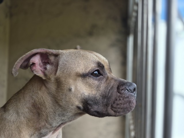 Shelter Stray Female Dog last seen Near BLOCK ORANGELAWN ST, DETROIT, MI 48228, 7401 Chrysler Dr, Detroit, MI 48211, USA