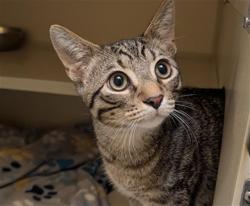 Shelter Stray Male Cat last seen Near BLOCK E HAWAII CIR AURORA CO 80012, 1241 W Bayaud Ave, Denver, CO 80223, USA