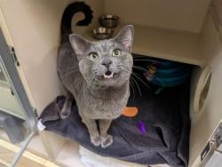 Shelter Stray Male Cat last seen Near BLOCK W 60TH DENVER CO 80221, 1241 W Bayaud Ave, Denver, CO 80223, USA