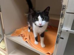 Shelter Stray Female Cat last seen Near BLOCK S PLATTE RIVER DR ENGLEWOOD CO 80110, 1241 W Bayaud Ave, Denver, CO 80223, USA