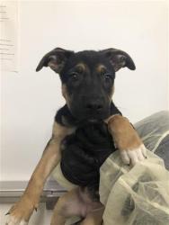Shelter Stray Female Dog last seen Near BLOCK E HEDGES AVE, FRESNO CA 93727 2271, 5277 E Airways Blvd, Fresno, CA 93727, USA