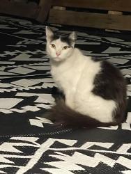 Found/Stray Unknown Cat last seen Hesse dr Hayward, ca, Hayward, CA 94545