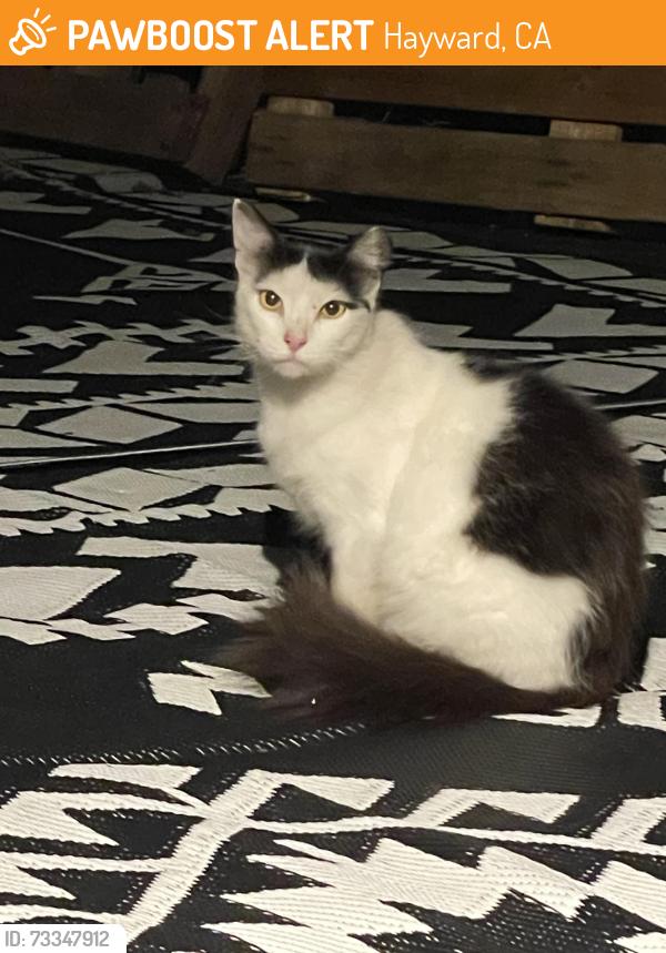Found/Stray Unknown Cat last seen Hesse dr Hayward, ca, Hayward, CA 94545