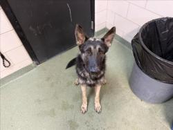 Shelter Stray Male Dog last seen Near BLOCK LAS ESTRELLAS, SANTA FE NM 87507, 100 Caja Del Rio Rd, Santa Fe, NM 87507, USA