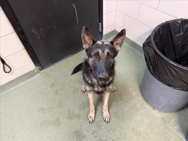 Shelter Stray Male Dog last seen Near BLOCK LAS ESTRELLAS, SANTA FE NM 87507, 100 Caja Del Rio Rd, Santa Fe, NM 87507, USA