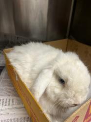 Shelter Stray Male Other last seen , 14409 Vanowen St, Van Nuys, CA 91405, USA