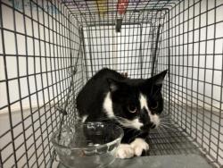 Shelter Stray Unknown Cat last seen Near BLOCK E GREENBRIAR ST, WICHITA KS 67226, 3303 N Hillside St, Wichita, KS 67219, USA