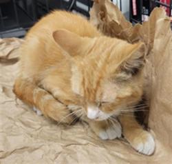 Shelter Stray Male Cat last seen , 14409 Vanowen St, Van Nuys, CA 91405, USA