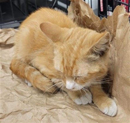 Shelter Stray Male Cat last seen , 14409 Vanowen St, Van Nuys, CA 91405, USA