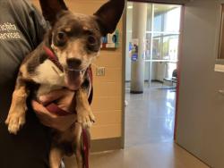 Shelter Stray Male Dog last seen Near BLOCK N BATTIN AVE, WICHITA KS 67208, 3303 N Hillside St, Wichita, KS 67219, USA