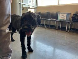 Shelter Stray Female Dog last seen Near BLOCK N BATTIN AVE, WICHITA KS 67208, 3303 N Hillside St, Wichita, KS 67219, USA