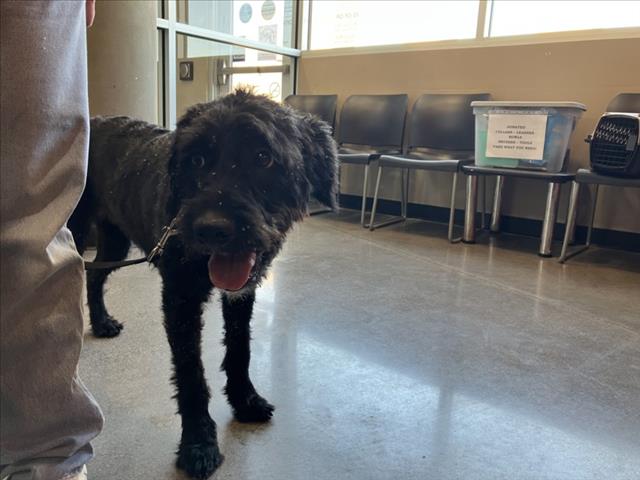 Shelter Stray Female Dog last seen Near BLOCK N BATTIN AVE, WICHITA KS 67208, 3303 N Hillside St, Wichita, KS 67219, USA