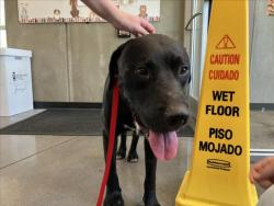 Shelter Stray Male Dog last seen Near BLOCK N BATTIN AVE, WICHITA KS 67208, 3303 N Hillside St, Wichita, KS 67219, USA