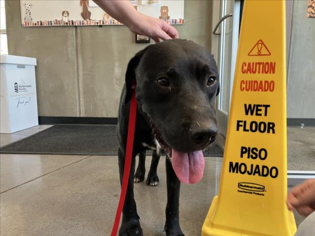 Shelter Stray Male Dog last seen Near BLOCK N BATTIN AVE, WICHITA KS 67208, 3303 N Hillside St, Wichita, KS 67219, USA