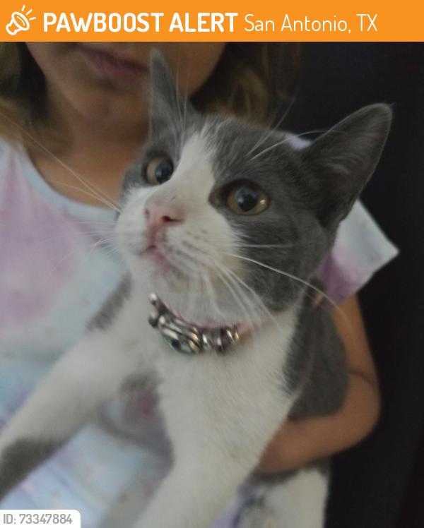 Found/Stray Female Cat last seen Callaghan & Torino, San Antonio, TX 78229