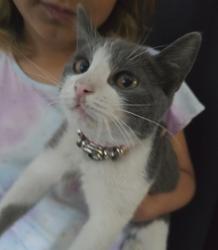 Found/Stray Female Cat last seen Callaghan & Torino, San Antonio, TX 78229