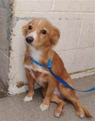 Shelter Stray Female Dog last seen CYPRESS X RANDALL, 333 Chandler Pl, San Bernardino, CA 92408, USA