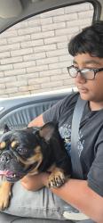 Reunited Male Dog last seen East Vista way, Vista, CA 92084