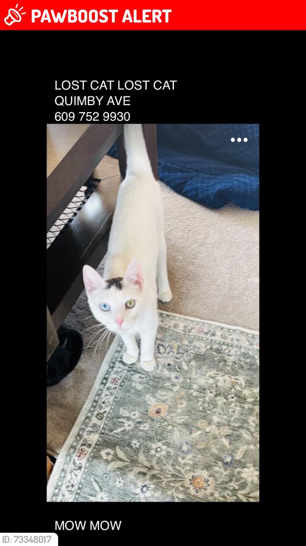 Lost Male Cat last seen Whitehorse Ave, Hamilton Township, NJ 08610