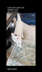 Lost Male Cat last seen Whitehorse Ave, Hamilton Township, NJ 08610