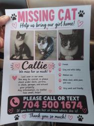 Lost Female Cat last seen N.Pointe Blvd, Statesville, NC 28625