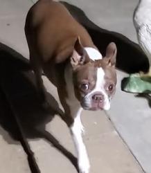 Reunited Female Dog last seen Frontier trail and Overland Trail, Cherry Valley, CA 92223