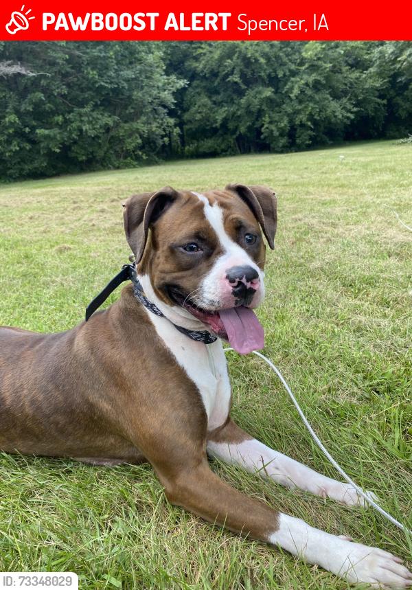 Lost Female Dog last seen Near 1210 fairveiw, Spencer, IA 51301