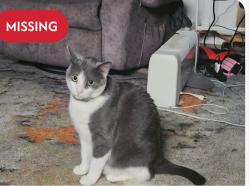 Reunited Female Cat last seen Near E 232nd St, Euclid, OH 44123, USA, Euclid, OH 44123